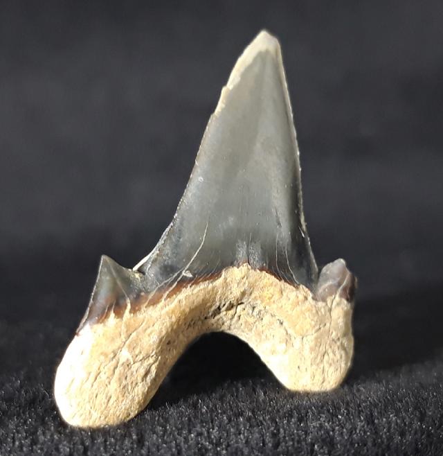 Cretalamna borealis (PRIEM 1897) - Bild &copy; FossNet FossilienStore